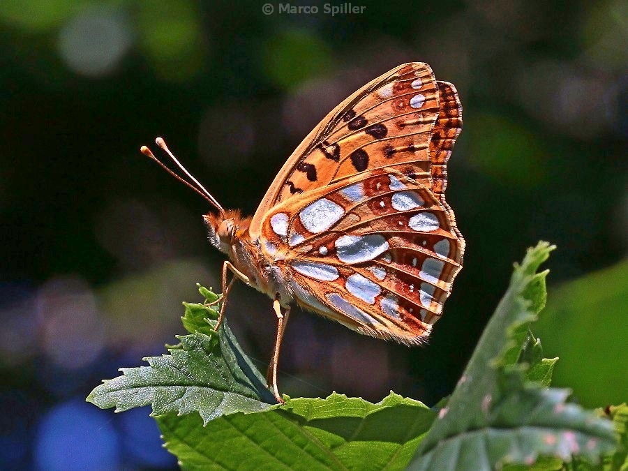 Argynnis adippe. No, Issoria lathonia, Nymphalidae